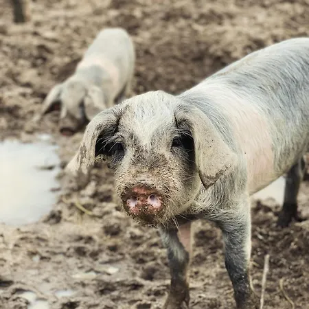 펜션 Casa De Pedra Em Vinha No Dao 넬라스