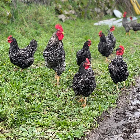 Casa De Pedra Em Vinha No Dao Nyaraló