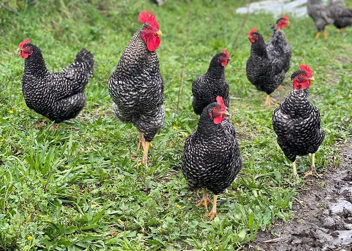 Casa De Pedra Em Vinha No Dao Casa vacanze